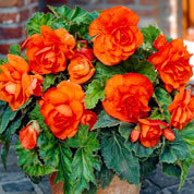 Begonia Double orange